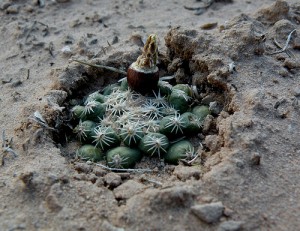 Pediocactus despainii (Utah) / by USFWS Mountain Prairie on Flickr