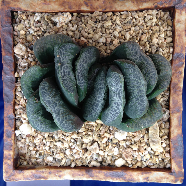 Haworthia truncata hybrid at the San Diego Cactus and Succulent Society Winter Show / by Reggie1 on Flickr (CC BY-NC 2.0) 