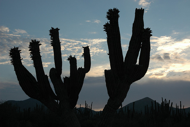 Cactus sillouette, blue sky and clouds, desert hills, twilight, outside La Paz, Baja California Sur, Mexico / by Wonderlane on Flickr