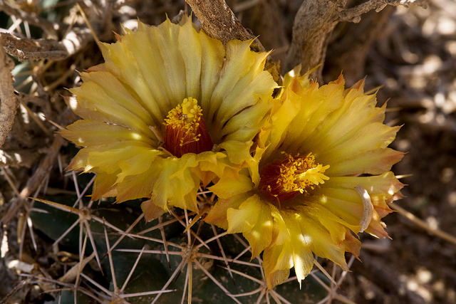 Coryphantha robustispina var. scheeri, Alkali Lakes ACEC, northeast of Dell City, Otero County, New Mexico, 21 Jul 2014 / by Patrick Alexander on Flickr CC